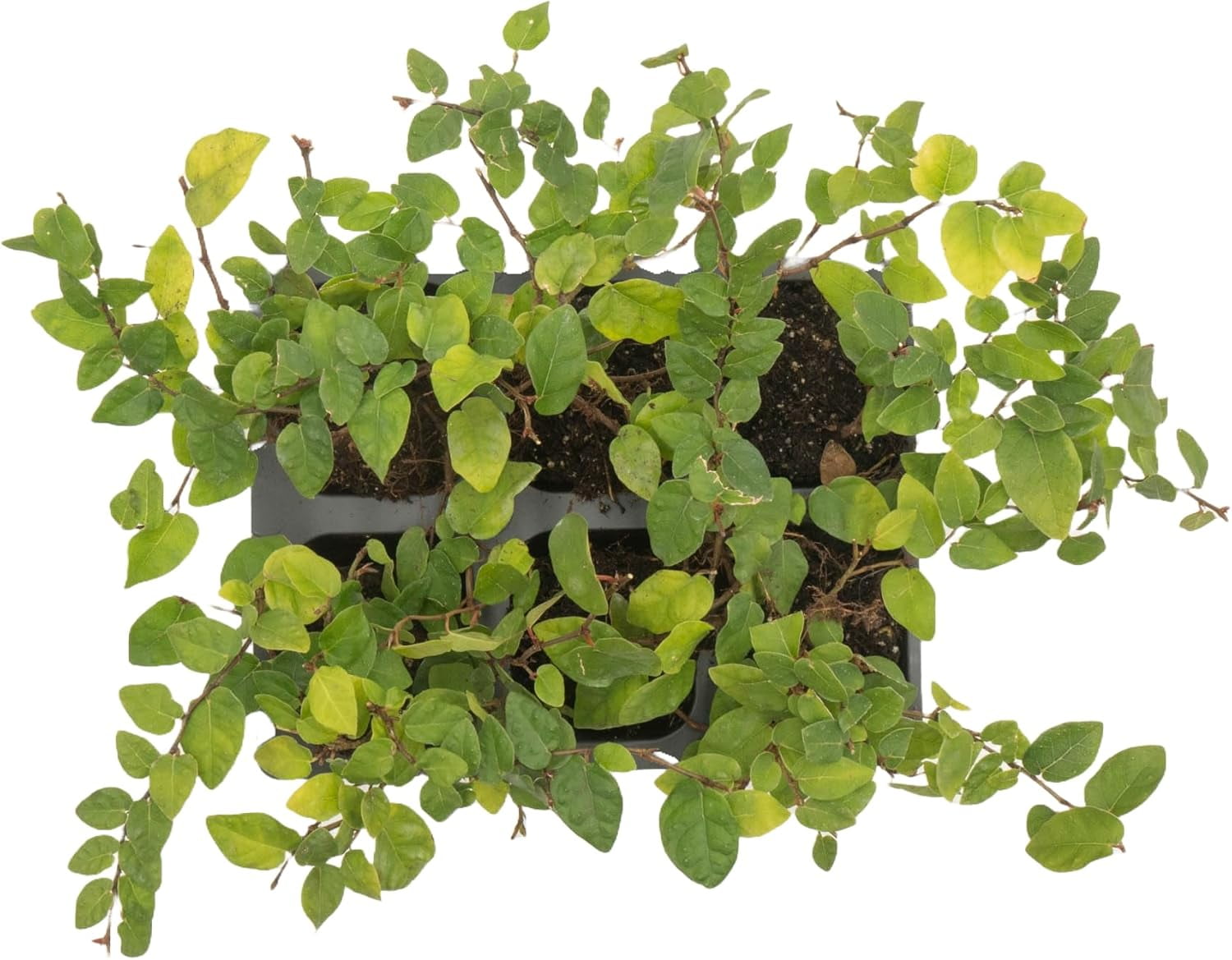 6 Ficus Repens Creeping Fig Live Plants – Starter Vines in 2.5” Nursery Cubes for Fast Coverage, Living Walls, Topiaries & Indoor/Outdoor Landscaping