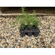 6 Creeping Rosemary Plants, Rosmarinus Officinalis Prostratus, Thriving in 2.5" Nursery Cubes