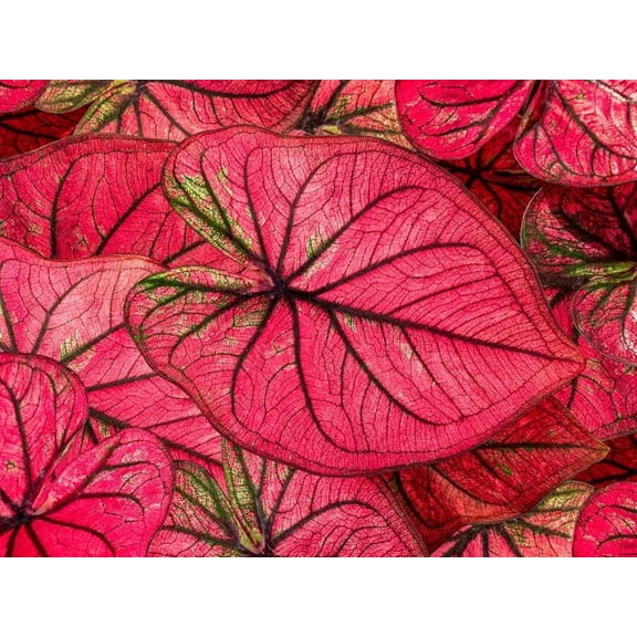 6 Crimson Skye Caladium Bulbs for Planting -  (6 Bulbs)