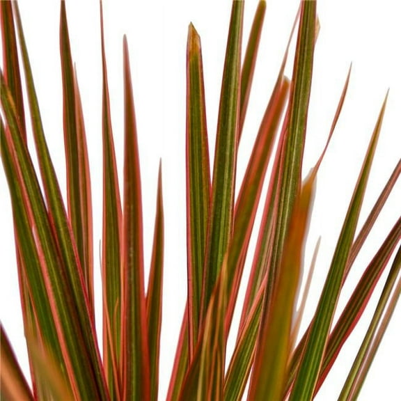6-DRACAENA-COLORAMA Dracaena Colorama Plant, 6 in.