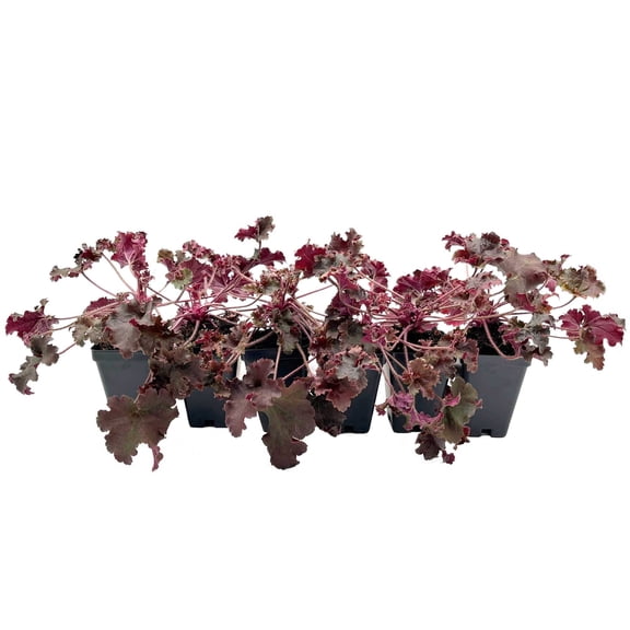 6 Dark Storm Coral Bells – Near Black Evergreen Shade Perennial with Glossy, Compact Ruffled Foliage for Borders & Containers (Heuchera ‘Dark Storm’) in 3.5” Cubes, Live Plants