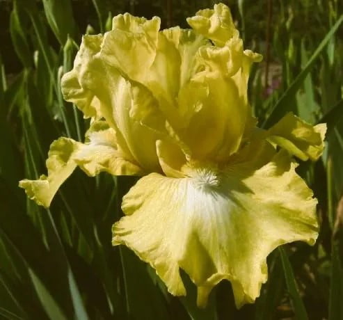 6 Eggnog Reblooming Bearded Iris - Iris Germanica Bareroot