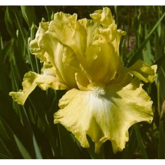 6 Eggnog Reblooming Bearded Iris - Iris Germanica Bareroot