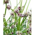 thumbnail image 1 of 5 Egyptian Walking Onion Plants for Planting, Tree Onion Egyptian Walking Tree Onions Plants 2 Year Old, 1 of 6