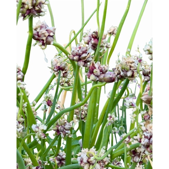 5 Egyptian Walking Onion Plants for Planting, Tree Onion Egyptian Walking Tree Onions Plants 2 Year Old