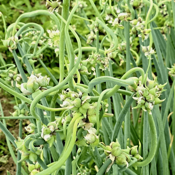 6 Egyptian Walking Onions Topsets Bulbs Red or White Walking Onion Bulbs for Planting Tree Onion Bulbils