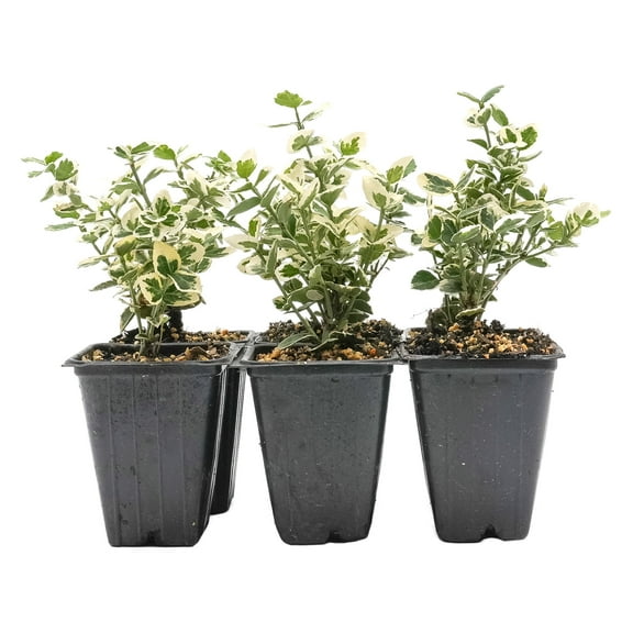 6 Emerald Gaiety Euonymus in 3.5" Nursery Cubes | Euonymus fortunei ‘Emerald Gaiety’ | Live Plants | Variegated Evergreen Shrub for Borders, Groundcover & Containers