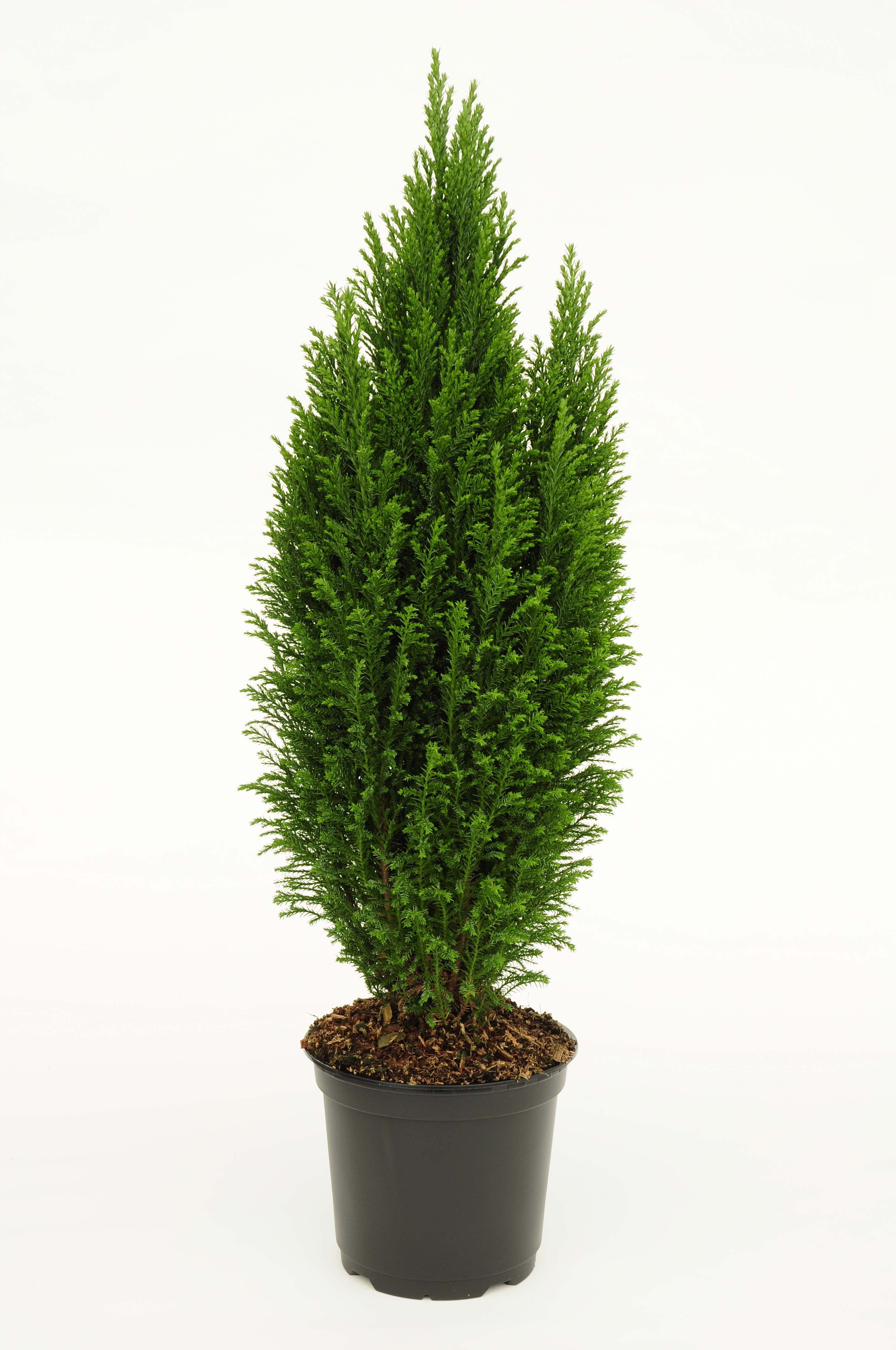 6" Euro Cypress Live Tree with Full Sunlight 17Lbs in Self Watering