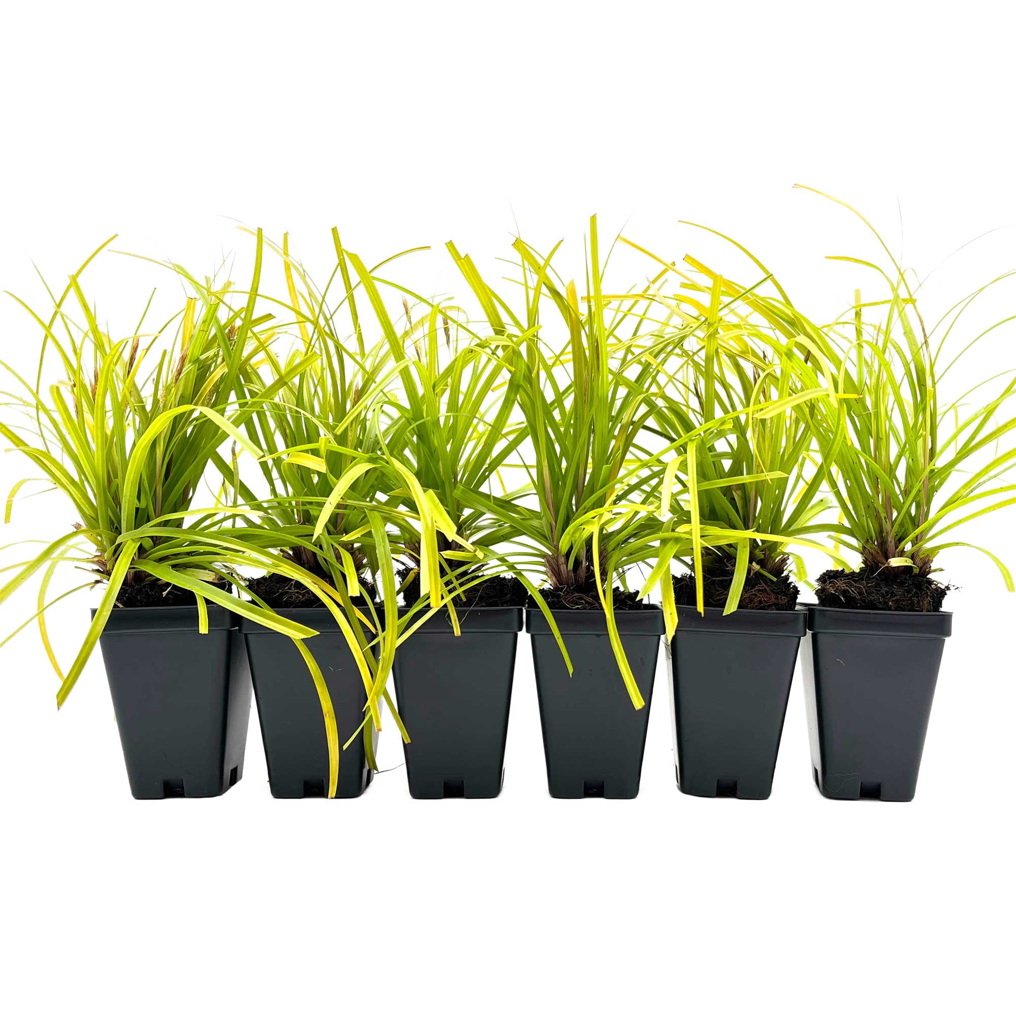 6 Everillo Sedge Grass – Evergreen Clumping Ornamental Grass with Arching Golden Foliage for Shade, Borders & Containers (Carex oshimensis ‘Everillo’) in 3.5″ Cubes, Live Plants