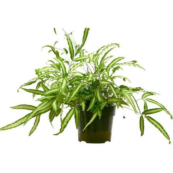 6-FERN-ALBO 8-14 in. Tall Pteris Cretica Albo Fern Plant in 6 in. Pot
