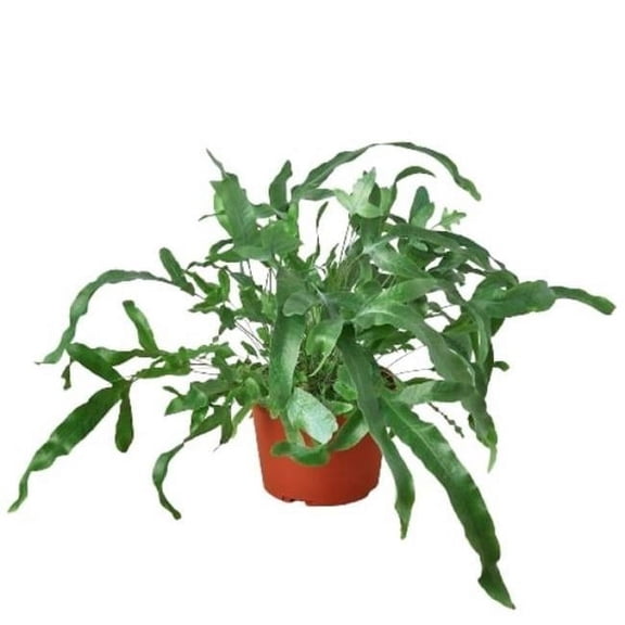 6-FERN-BLUE.STAR 6 in. Fern Blue Star Pot