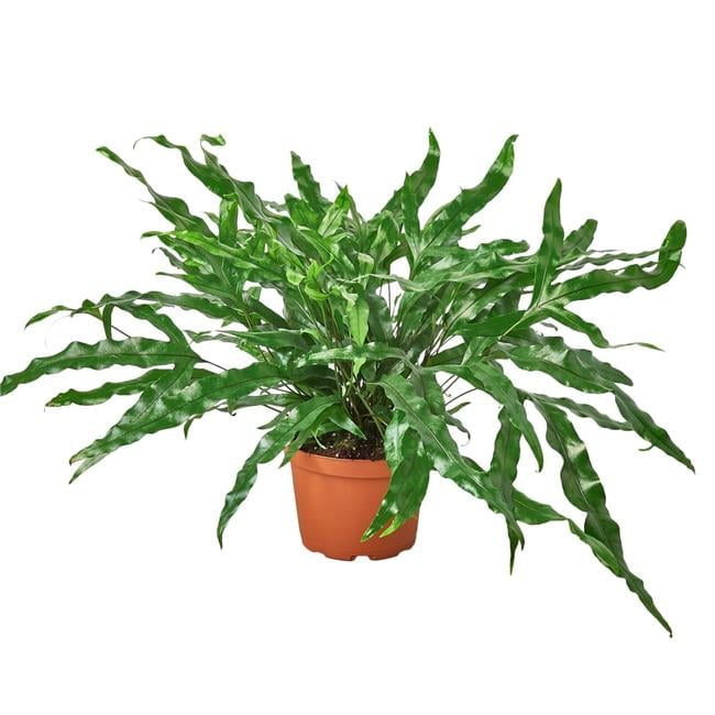 6" Dark Green Glossy Kangaroo Paw Fern Plant