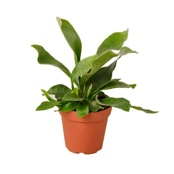 6-FERN-STAGHORN Staghorn Fern Plant in 6 in. Pot