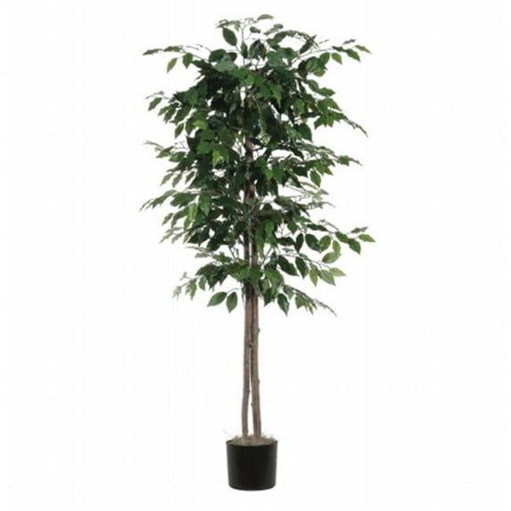 6' Ficus tree