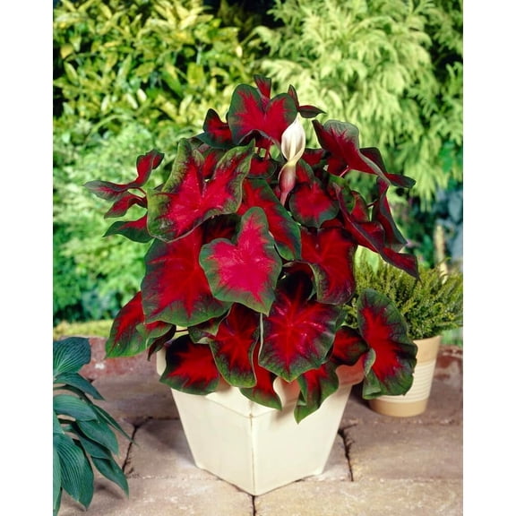 6 Florida Cardinal Caladium Bulbs for Planting - Fancy Caladium Bulbs - Easy & Fast Growing Indoor or Outdoor Plants