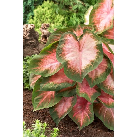 6 Florida Cardinal Caladium Bulbs for Planting - Perennial, Fancy (6 Bulbs)