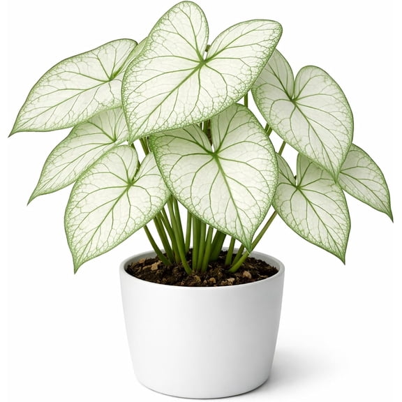 6 Florida Moonlight Caladium Bulbs for Planting - Beautiful Spotted Leafs Stand Out - Perennial Hosta, Fancy (6 Bulbs)