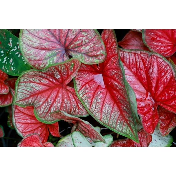 CZ Grain Freida Hemple Caladium Plant Bulbs (6 Count), Perennial