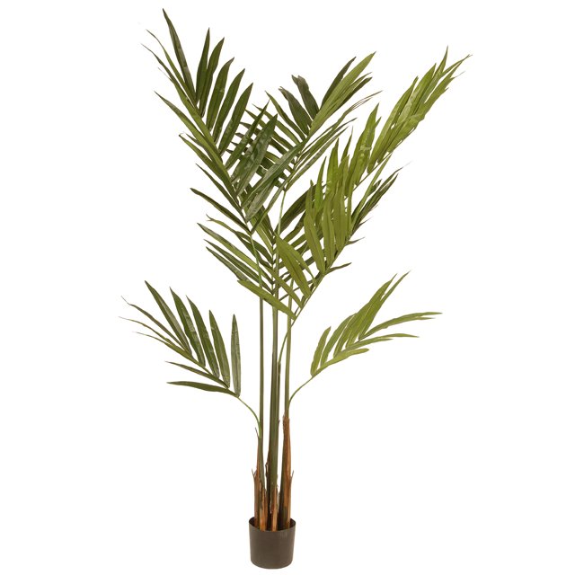 6 Ft. Potted Kentia Palm Tree