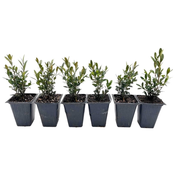 6 Green Gem Boxwood – Compact Rounded Evergreen Shrub for Low Hedges, Borders & Container Planting (Buxus sempervirens ‘Green Gem’) in 3.5″ Cubes, Live Plants