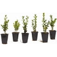 thumbnail image 1 of 6 Green Mountain Boxwood, Live Plants – Buxus ‘Green Mountain’ – Thriving in 2.5” Nursery Cubes – Hardy, Adaptable Evergreen with Bright Foliage, 1 of 9