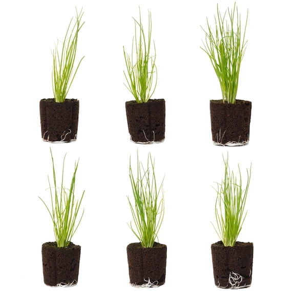6 Green Onion Seedlings: Ready-to-Plant, Starts, Starters, Plugs, Garden Ready, Live Plants, Transplants, Pre-Sprouted, Soil & Hydroponic Gardens