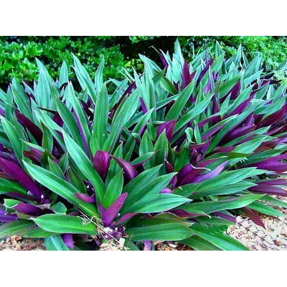 6" Green Unrooted Young Oyster Live Plant