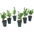 thumbnail image 1 of 6 Green Velvet Boxwood, Live Plants (Buxus ‘Green Velvet’) – Compact Rounded Evergreens, Thriving in 2.5” Nursery Cubes, 1 of 7