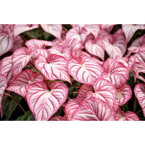 6 Gypsy Rose Caladium Bulbs for Planting - Perennial Hosta, Elephant Ears, Fancy (6 Bulbs)