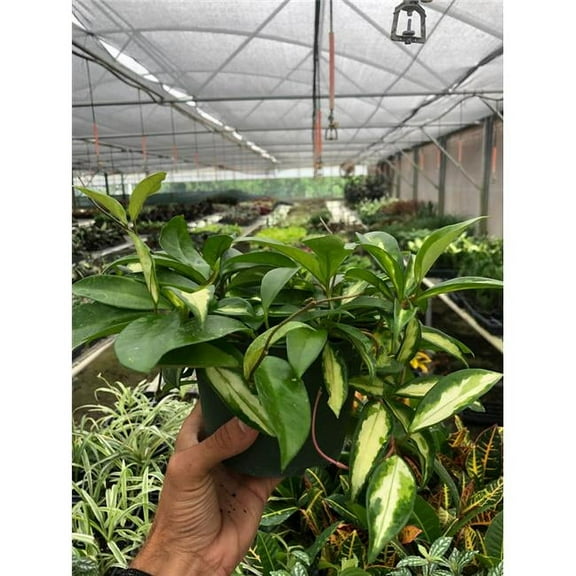 6-HOYA-KRIMSON.QUEEN Hoya Carnosa Krimson Princess Plant