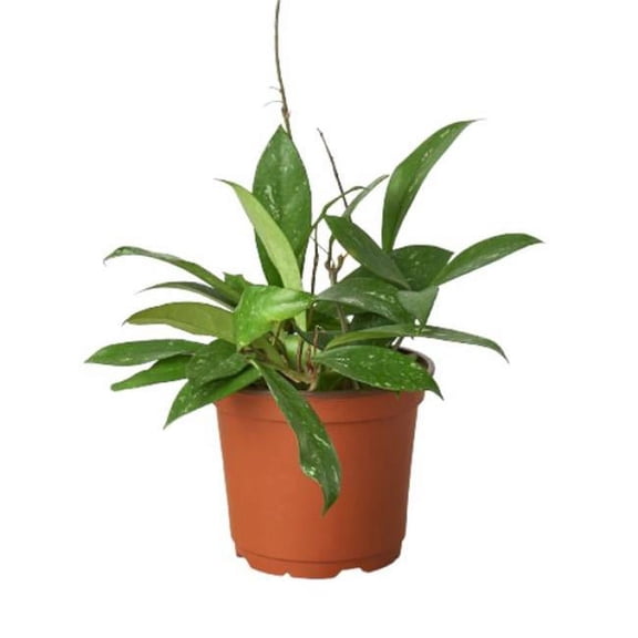 6-HOYA-PUBLICALYX 6 in. Hoya Publicalyx Pot