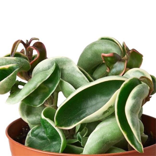 6-HOYA-ROPE.VARIEGATED 6 in. Hoya Rope Variegated Houseplant, Green ...