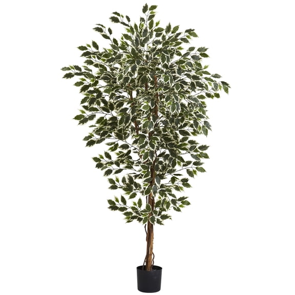 6 Hawaiian Ficus Tree