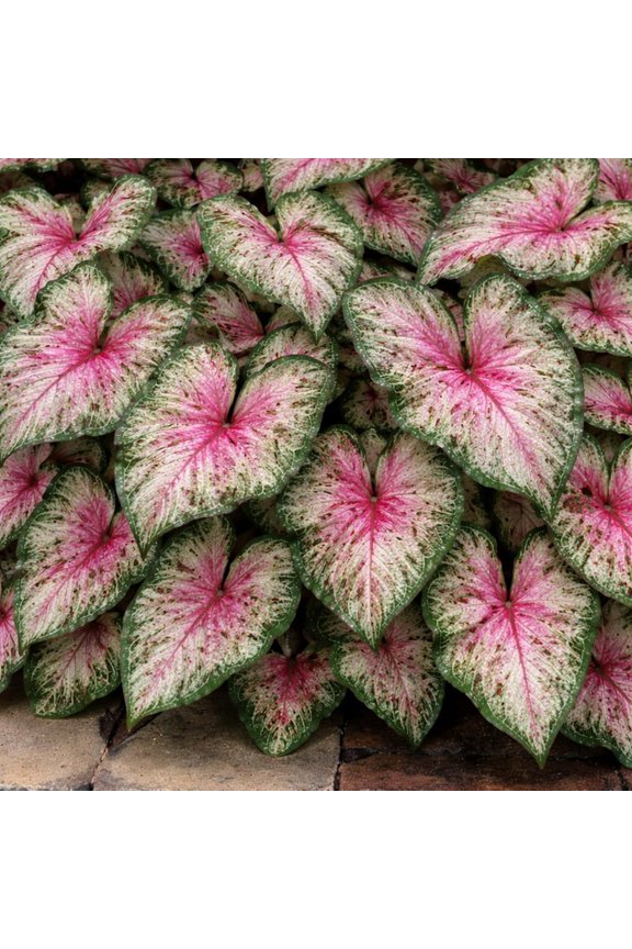 6 Heart and Soul Caladium Bulbs for Planting - Beautiful Spotted Leafs Stand Out - Perennial Hosta, Elephant Ears, Fancy (6 Bulbs)
