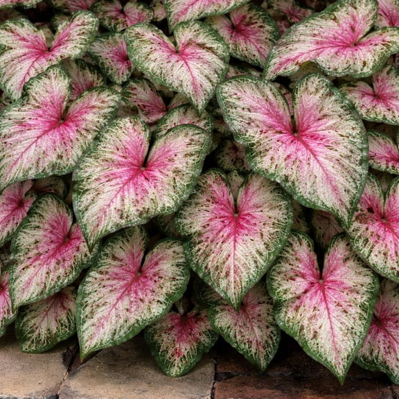 6 Heart and Soul Caladium Bulbs for Planting - Beautiful Spotted Leafs Stand Out - Perennial Hosta, Elephant Ears, Fancy (6 Bulbs)