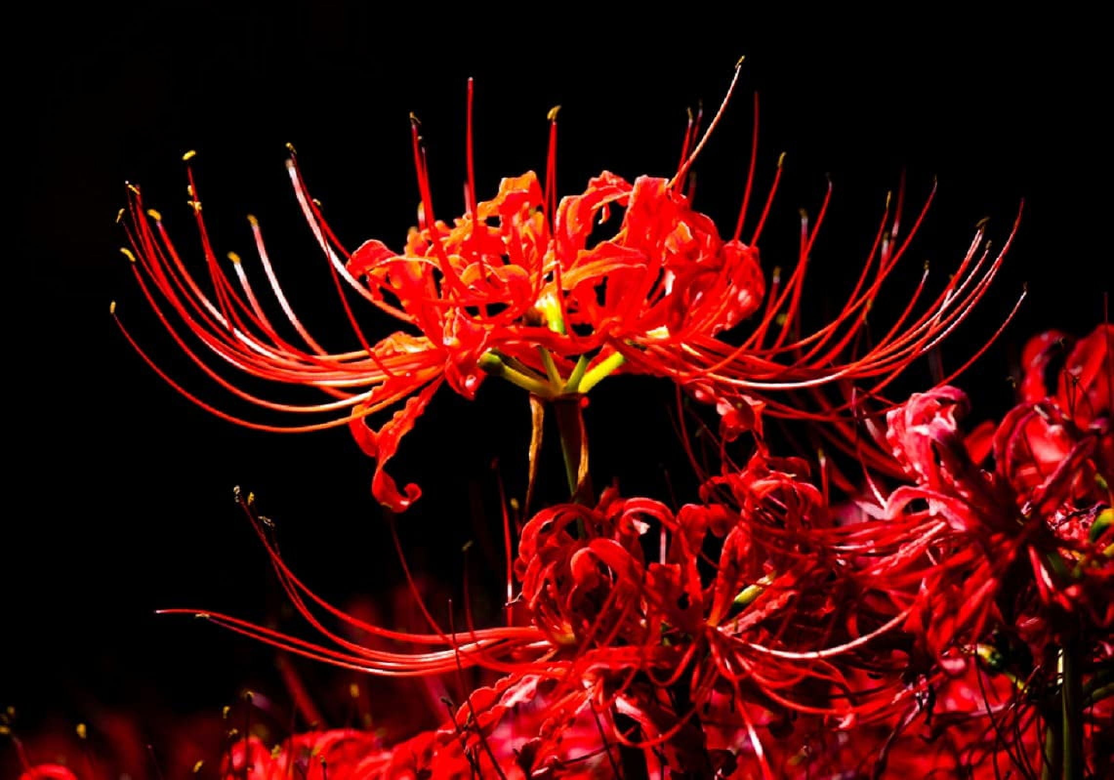 Lycoris. 0509 6 Heirloom Red Spider Lily (Lycoris Radiata) Bulbs, Fall