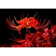 thumbnail image 1 of 6 Heirloom Red Spider Lily (Lycoris Radiata) Bulbs, Fall Blooming Perennial - Ships from Iowa, USA, 1 of 2