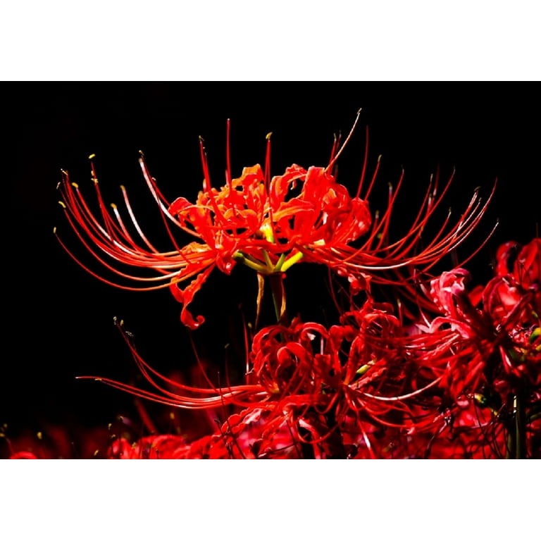CZ Grain, 6 Red Spider Lily Bulbs, Heirloom Lycoris Radiata