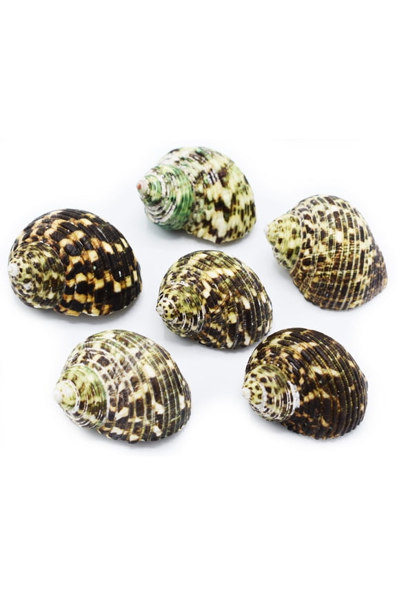6 Hermit Crab Shells Large Turbo Changing Seashells Large 2"-2.5" Size (opening size 1"- 1 1/4") Natural