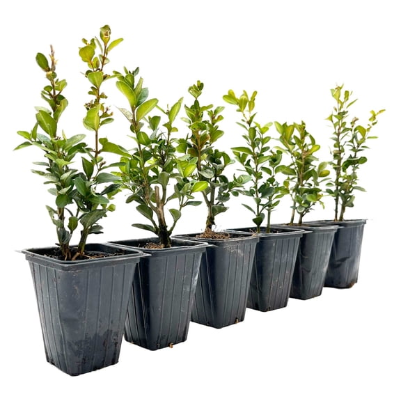 6 Highlander Boxwood – Fast-Growing Upright Evergreen Shrub for Privacy Hedges, Screens & Borders (Buxus sempervirens ‘Highlander’) in 3.5″ Cubes, Live Plants