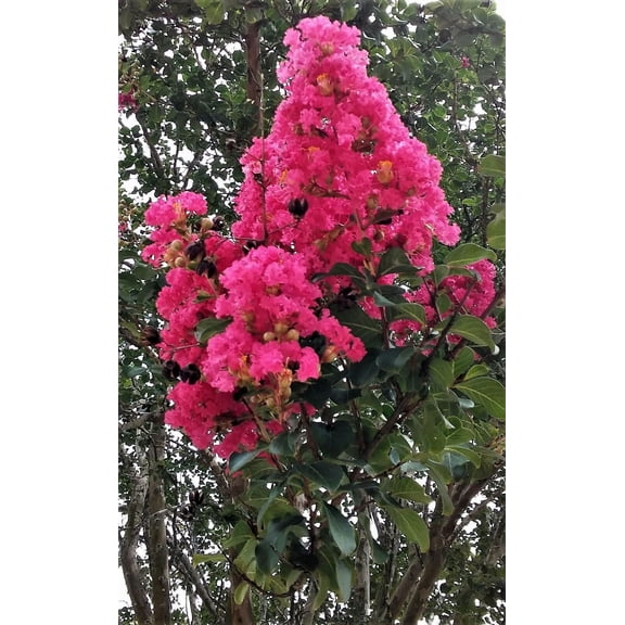 6" Hot Pink Crepe Myrtle Trees in Bare Root (2 Count), Fast Growth, Low Maintenance
