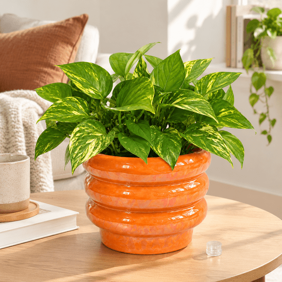 6 Inch Ceramic Plant Pots For Indoor Planter With Drainage