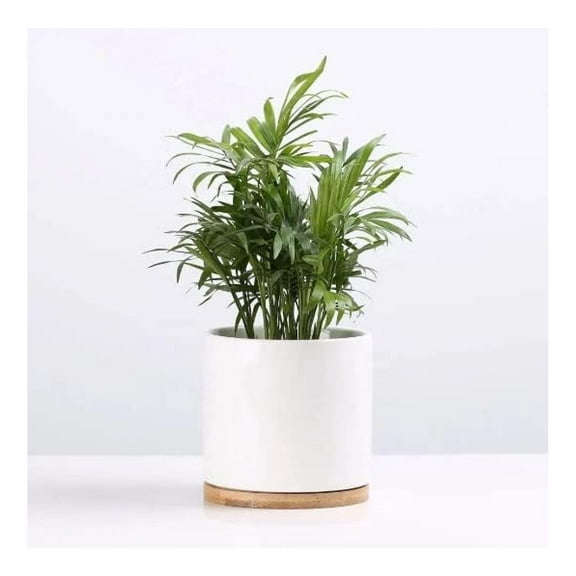 6 Inch Ceramic Plant Pots with Drain Hole & Tray - Indoor Outdoor Planters, Porcelain Flower Pots for Succulents, Herbs, House Plants - Matte White