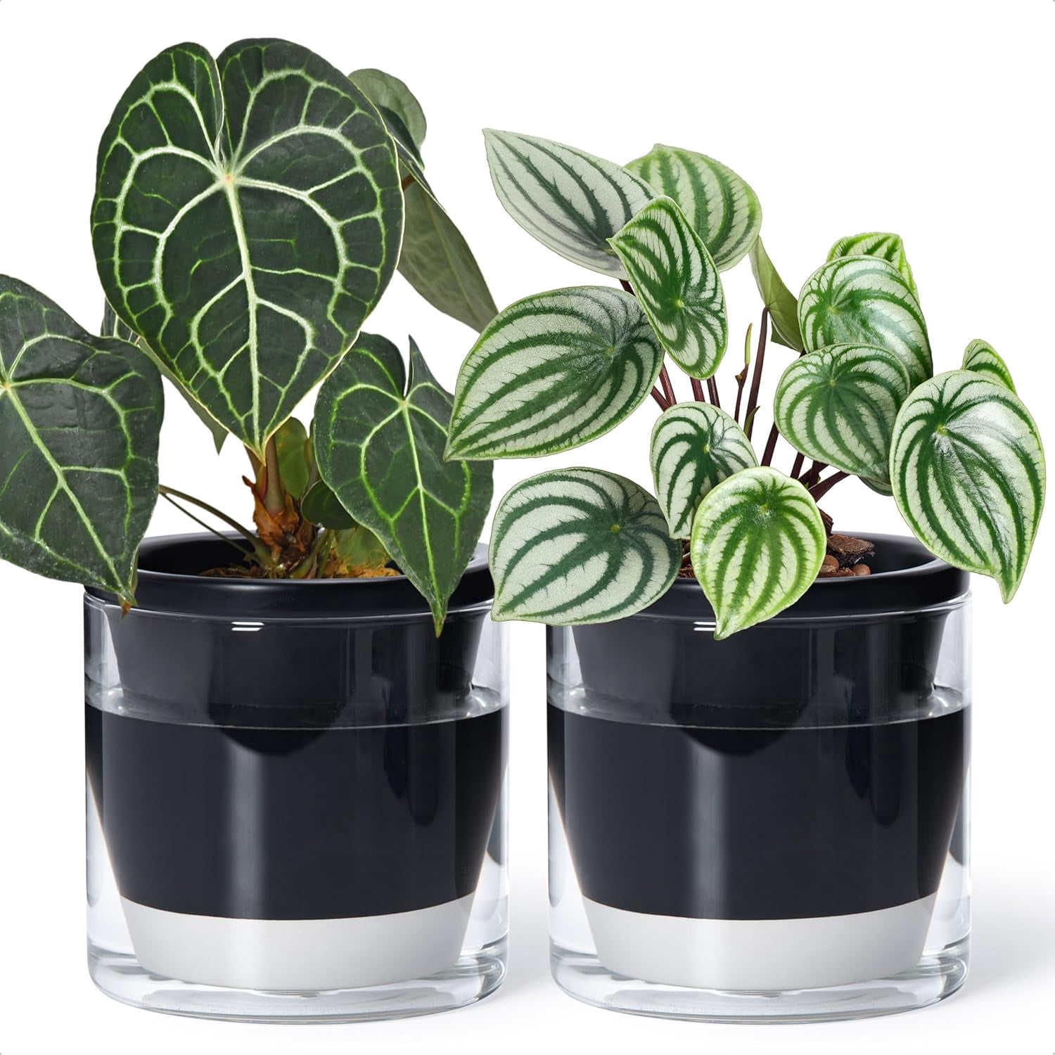 6 Inch Design Self Watering Planter for Indoor Plants, Black Terracotta ...