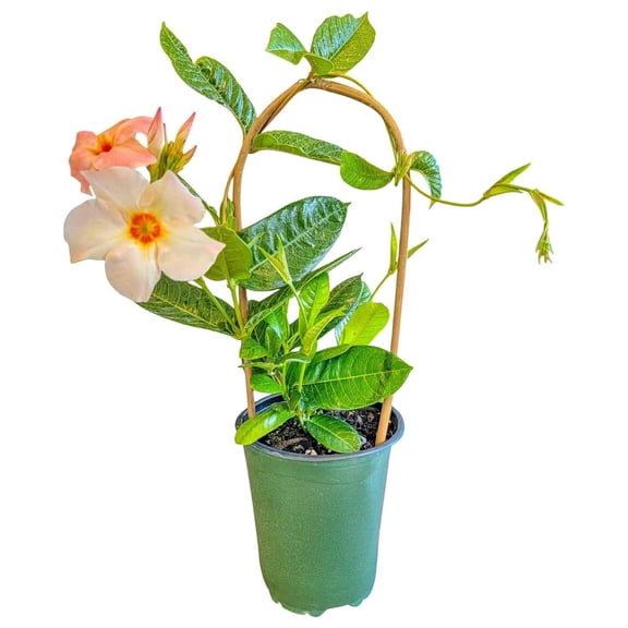 6-Inch Giant Peach Mandevilla with Trellis – Compact Tropical Climber, Easy to Maintain, Great for Balconies and Small Gardens