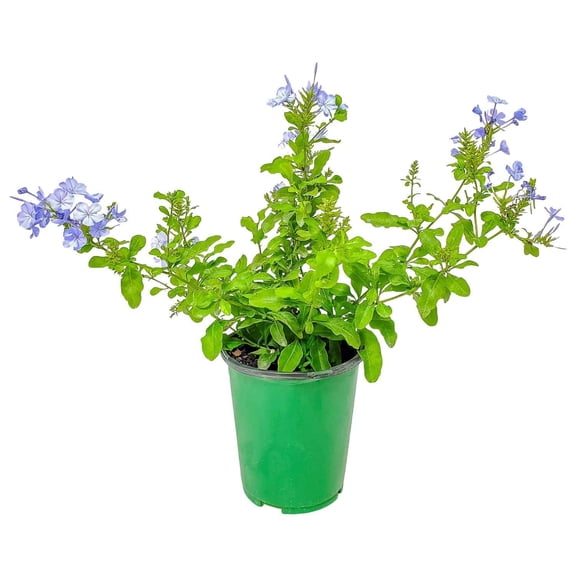 6-Inch Imperial Blue Plumbago Vibrant Blue-Flowering Tropical Plant for Containers, Borders, or Sunny Garden Spots