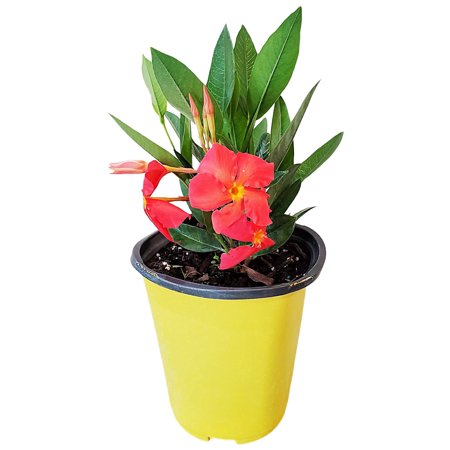 Orange Fired Up Dipladenia Live Plant – Coral Orange Tropical Flowering Bush, 1 Gallon Pot, 12" Tall Plant, Patio Container or Garden Plant