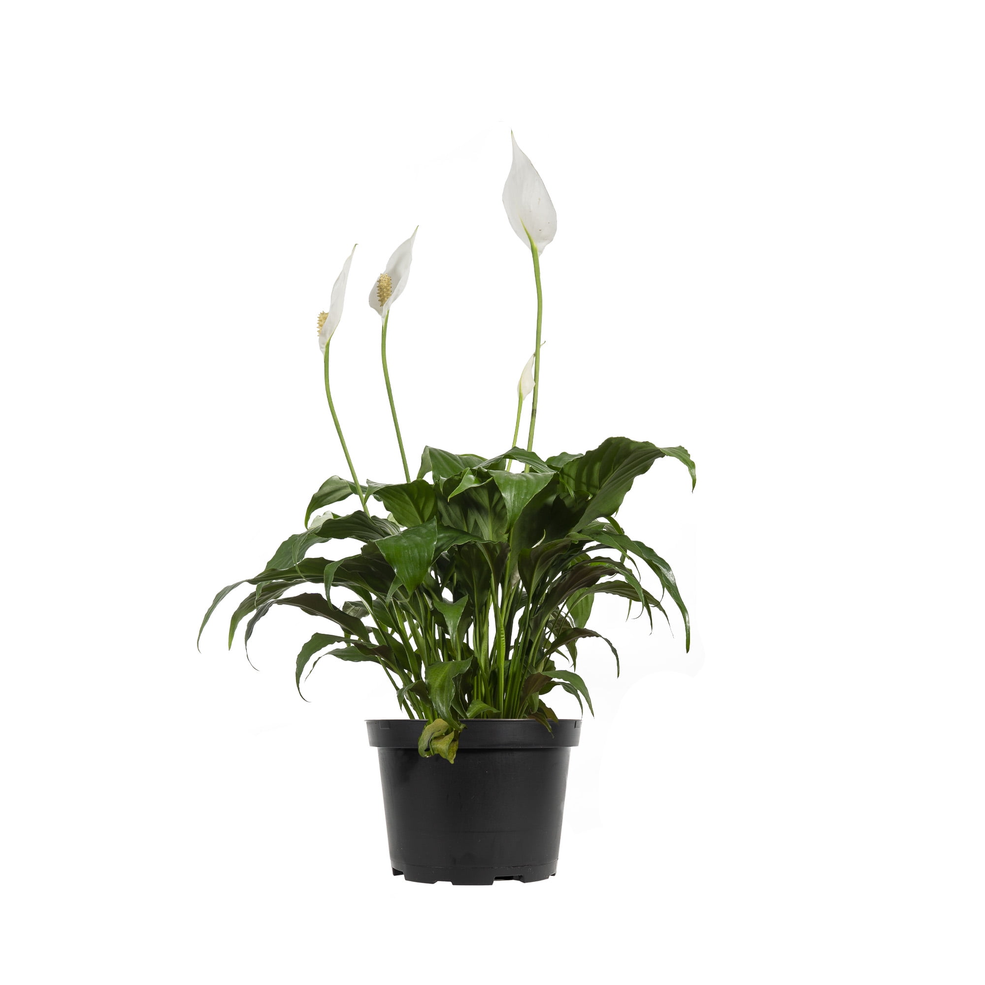 purchase san pedro cactus Trichocereus pachanoi main image 0