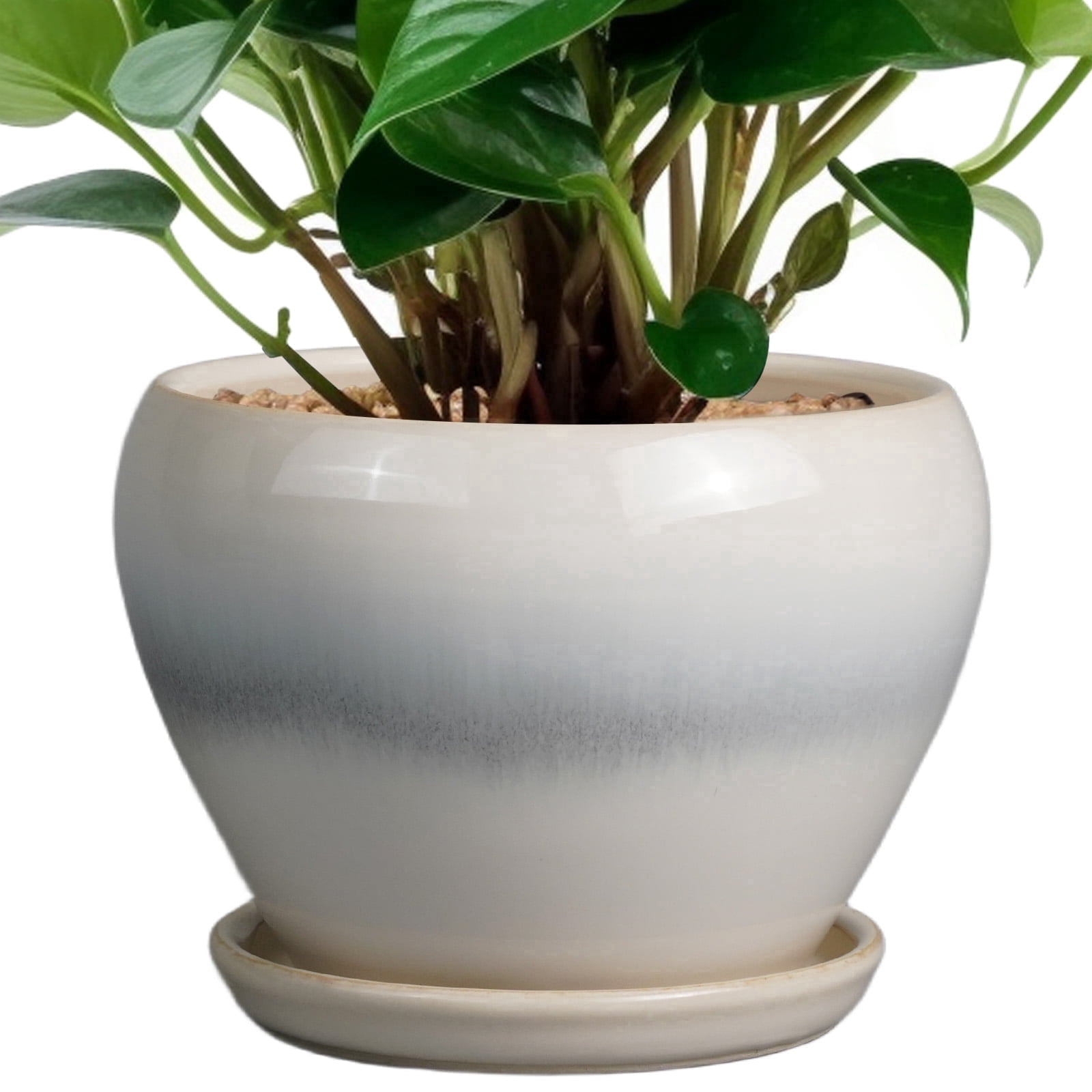 Fresh Look at Stillaflora 6 Inch Cream White Small Round Ceramic Planter With