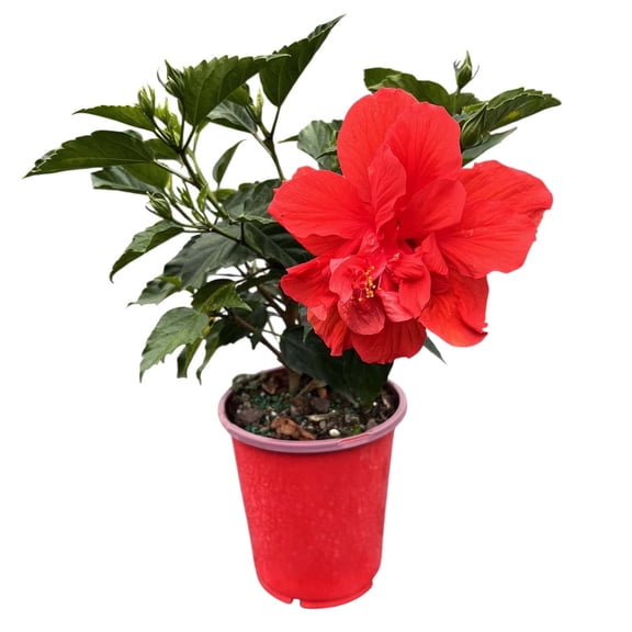 6-Inch Red Double Hibiscus Dwarf Bush – Compact Tropical Flowering Plant with Layered Blooms, Ideal for Containers and Small Spaces